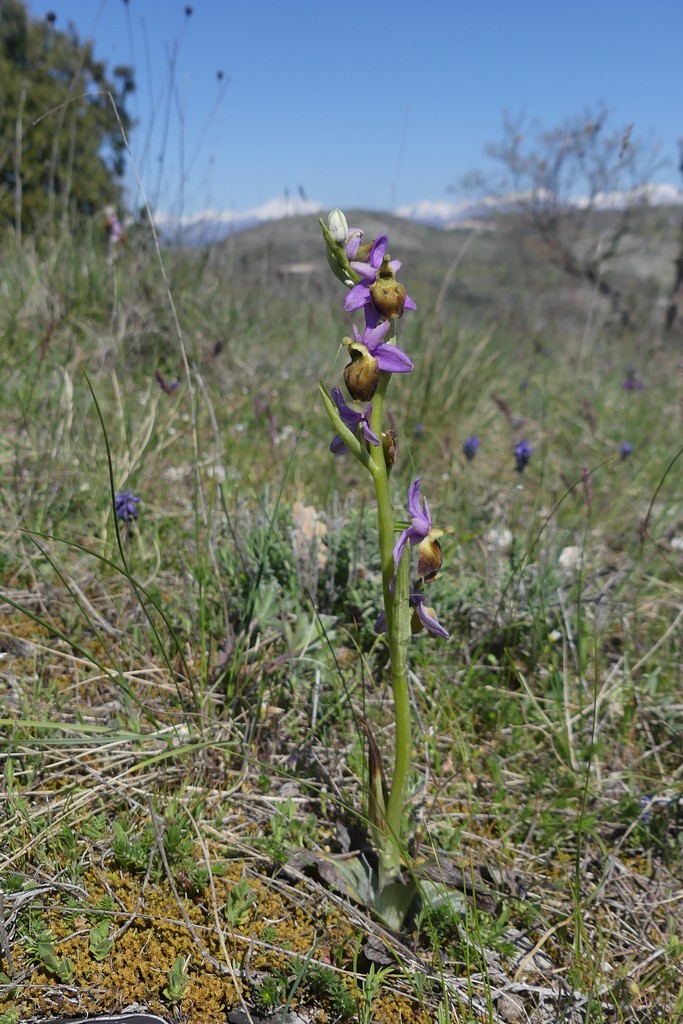 Ophrys crabronifera nellAbruzzo aquilano - aprile  2022.